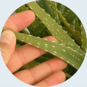 Feature Image