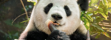8 Videos of Pandas Guaranteed To Brighten Your Day