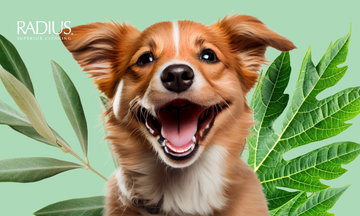 Feature Image