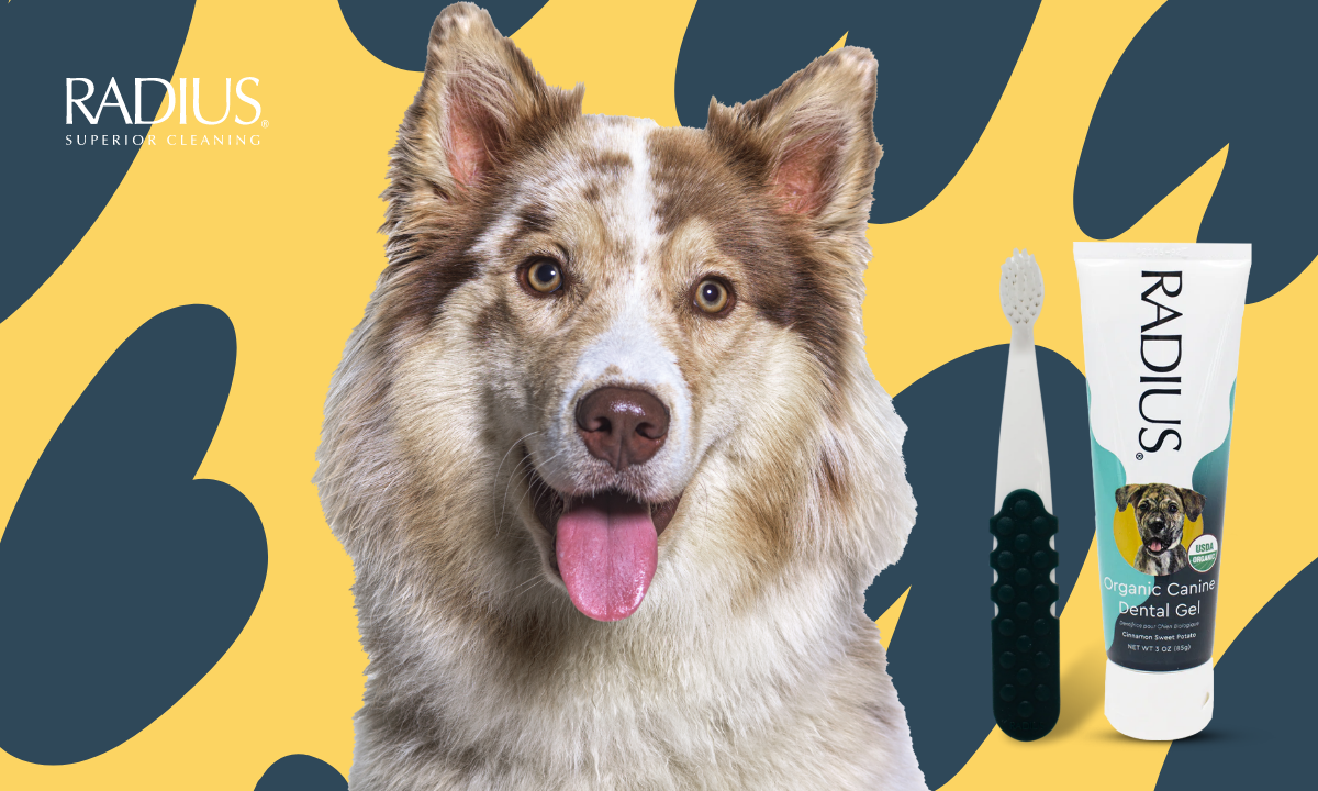 Pet Dental Care: Essential Tips for Keeping Your Furry Friends' Teeth