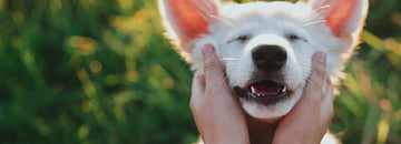Tips on Mastering Pet Dental Care
