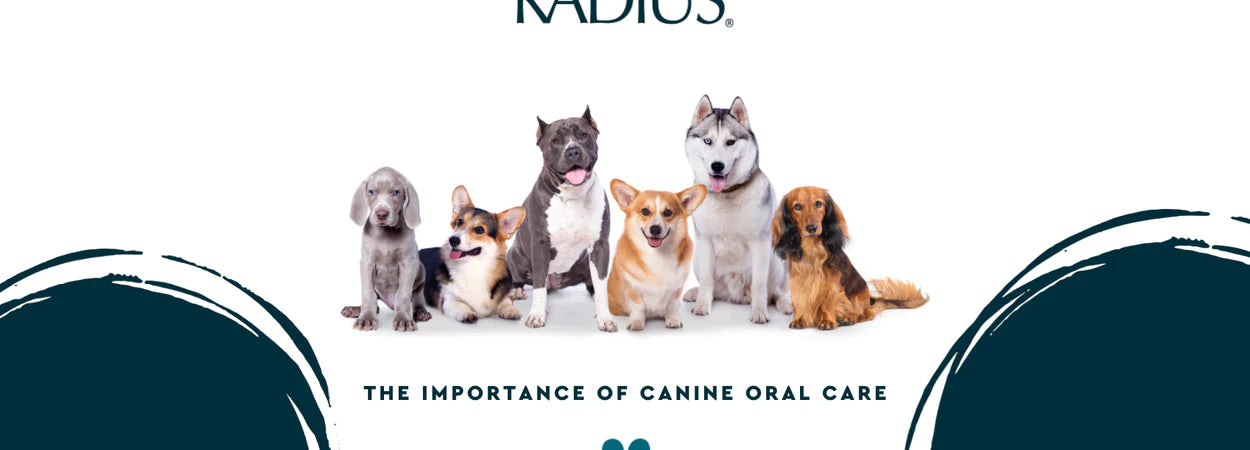 5 Reasons Why RADIUS is PAWS-itively Awesome for Your Canine