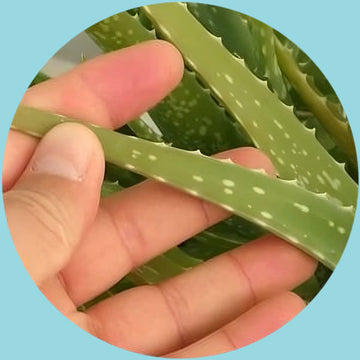 Feature Image