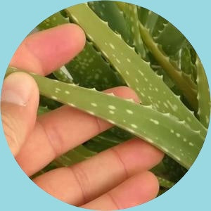 Feature Image