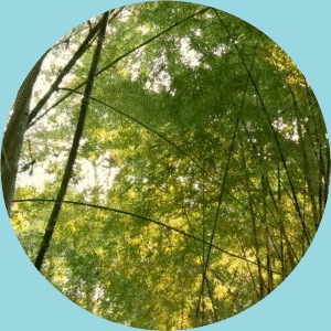Feature Image