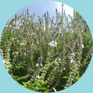 Feature Image