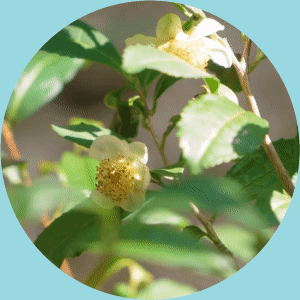 Feature Image