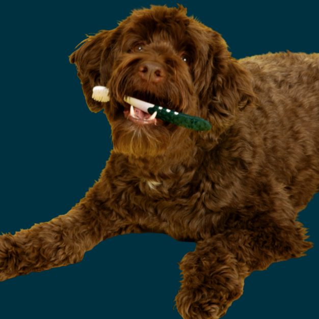 Feature Image